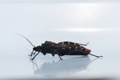 Panstrongylus megistus