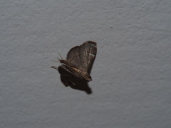 Cangetta hartoghialis