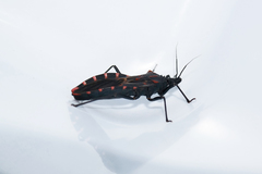 Panstrongylus megistus