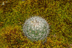 Mammillaria densispina