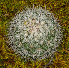 Mammillaria densispina