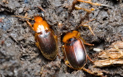 Amphasia interstitialis