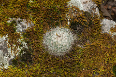 Mammillaria densispina