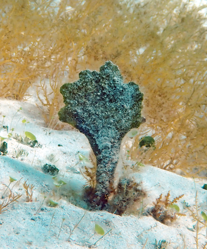Udotea flabellum observed 2025-09-10