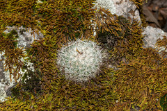 Mammillaria densispina