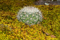 Mammillaria densispina