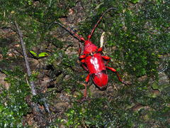 Dicelosternus corallinus