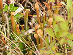 Sarracenia rubra