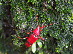 Dicelosternus corallinus