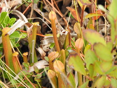 Sarracenia rubra