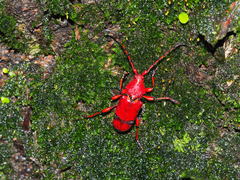 Dicelosternus corallinus