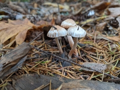 Inocybe pudica