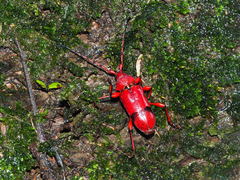 Dicelosternus corallinus