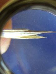 Bromus marginatus