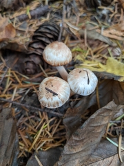 Inocybe pudica