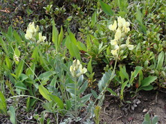 Oxytropis sericea speciosa