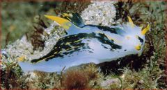 Polycera capensis