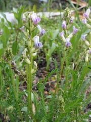 Oxytropis borealis viscida