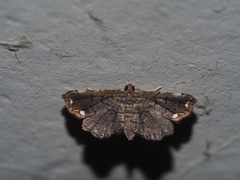 Neomusotima fuscolinealis