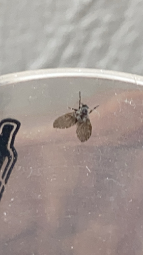 Unknown species found near Brookings