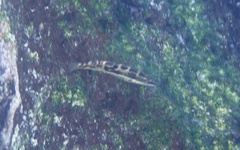 Halichoeres nicholsi