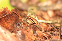 Physalaemus olfersii