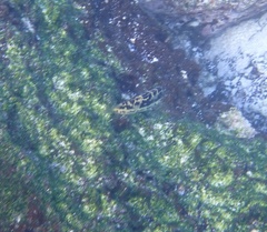 Halichoeres nicholsi