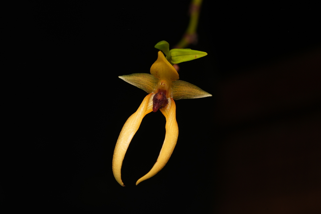 Bulbophyllum veldkampii