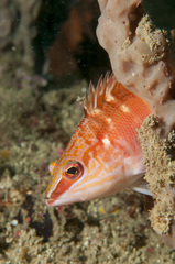 Hypoplectrodes maccullochi