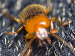 Amphasia interstitialis