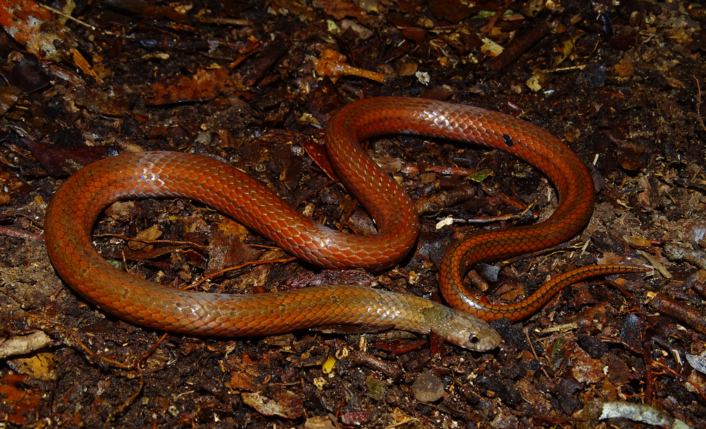 Short-Tailed Kukri Snake