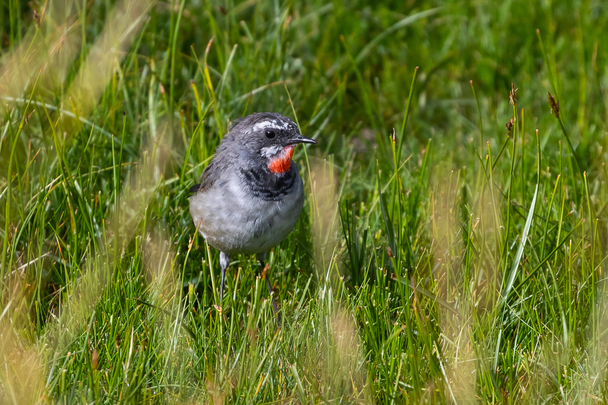 Chinese Rubythroat (Calliope tschebaiewi), photo 2