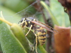 Vespula germanica
