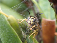 Vespula germanica