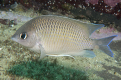 Mecaenichthys immaculatus