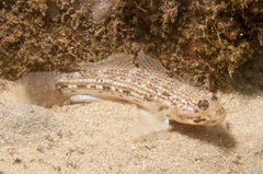 Istigobius hoesei