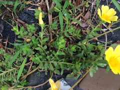 Portulaca lutea