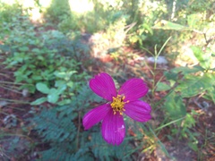 Cosmos crithmifolius