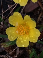 Portulaca lutea