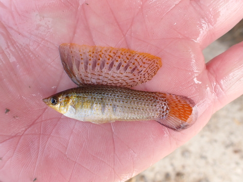 Sailfin Molly