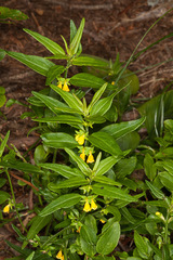 Melampyrum sylvaticum