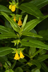 Melampyrum sylvaticum