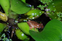 Dendropsophus carnifex