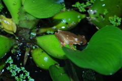Dendropsophus carnifex