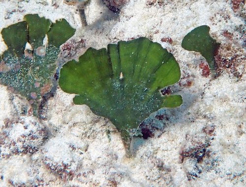 Udotea flabellum observed 2025-09-10