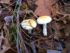 Hygrophorus flavodiscus