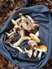 Hygrophorus flavodiscus