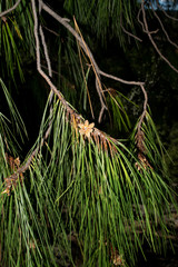 Pinus lumholtzii