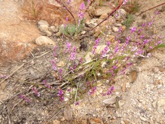 Polygala glochidiata