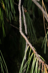 Pinus lumholtzii